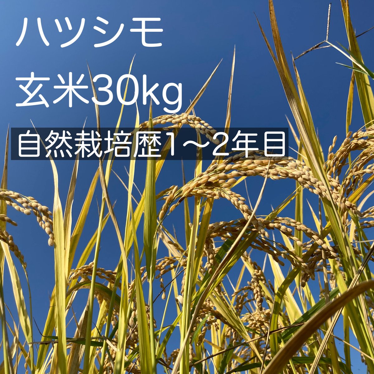 郵送買取 新品5台以上送料無料キャンペーン中!! ✳️令和6年産 郵送買取 新品5台以上送料無料キャンペーン中!! ✳️令和6年産