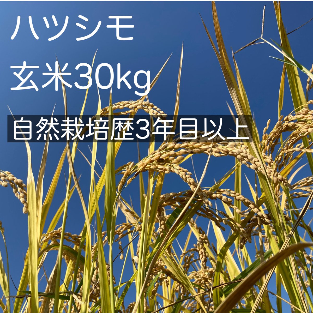 新米予約【令和6年産】ハツシモ玄米30kg （自然栽培歴3年目以上  
