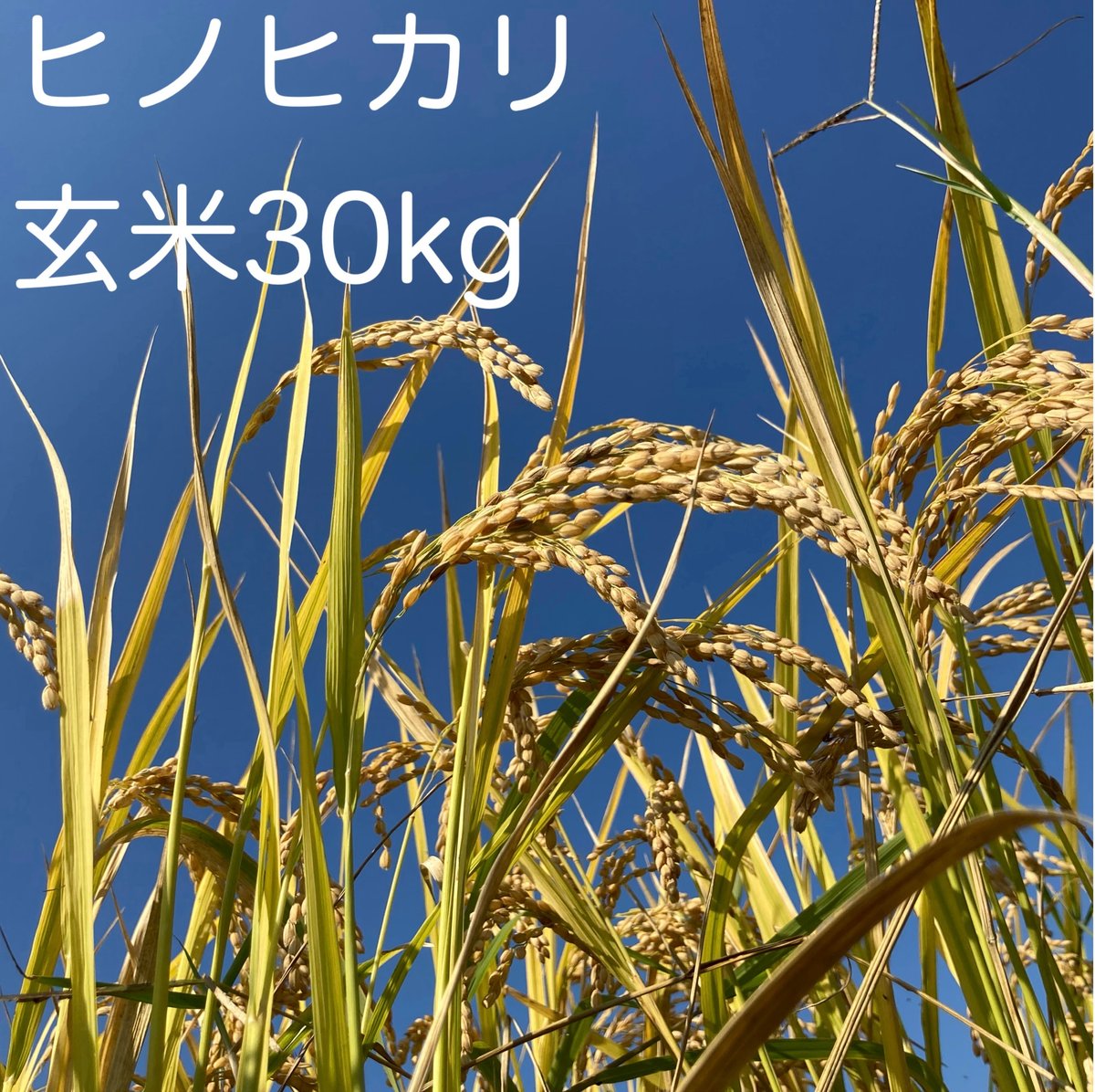 令和5年産新米】ヒノヒカリ玄米30kg　やまむら農園