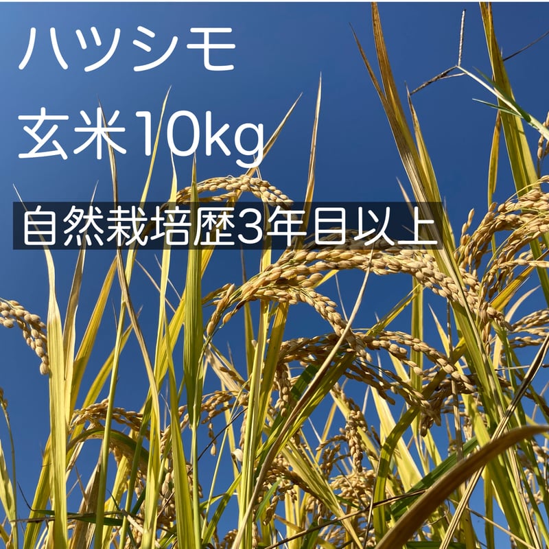 令和5年産】ハツシモ玄米10kg （自然栽培歴3年目以上） | やまむら農園