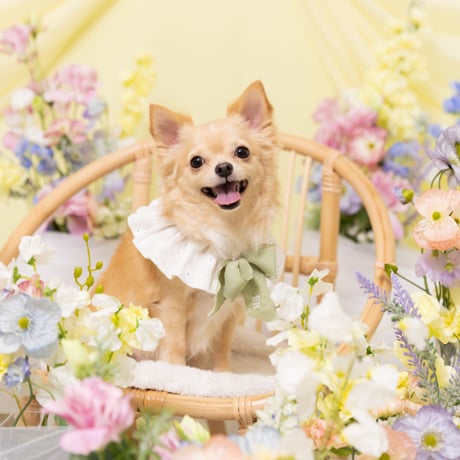 5/31(日)春のお花撮影会