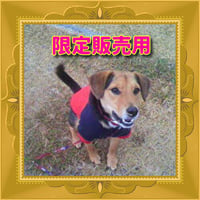限定販売用チケット