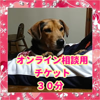 老犬介護・シニア犬に関するオンライン相談（30分）