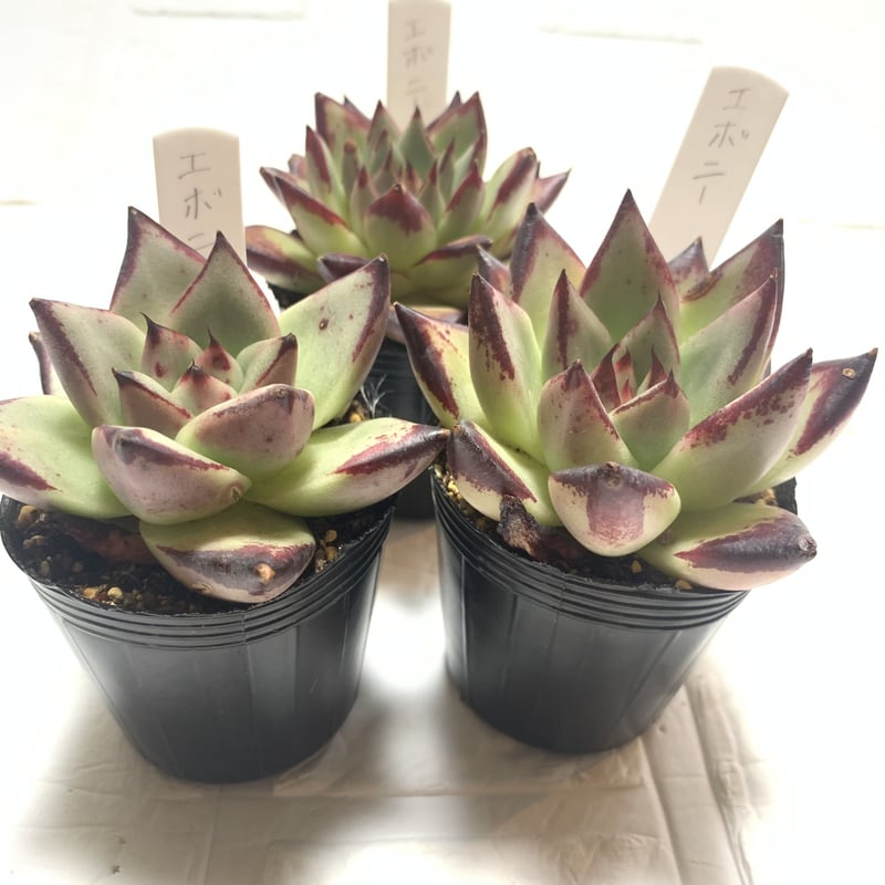 多肉植物 ジョアンダニエル 抜き苗 【公式通販】