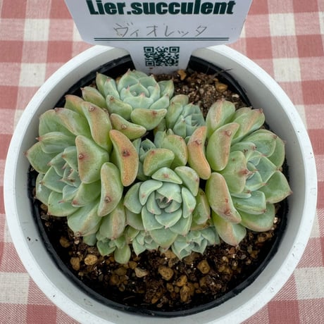 多肉植物  リエール苗  ヴィオレッタ