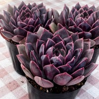 多肉植物　韓国苗　エケベリア　ディオール