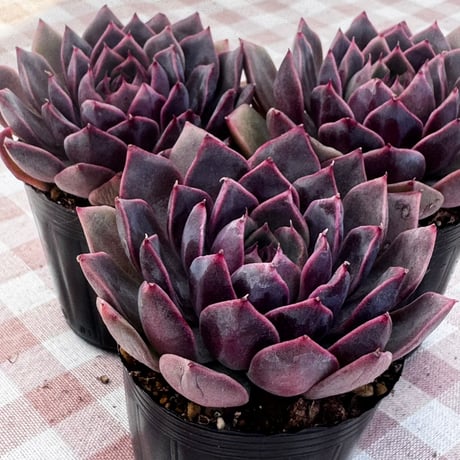 多肉植物 韓国苗 エケベリア ディオール | BooTA29♡Succulent