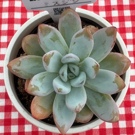 多肉植物　リエール苗　ミスジン