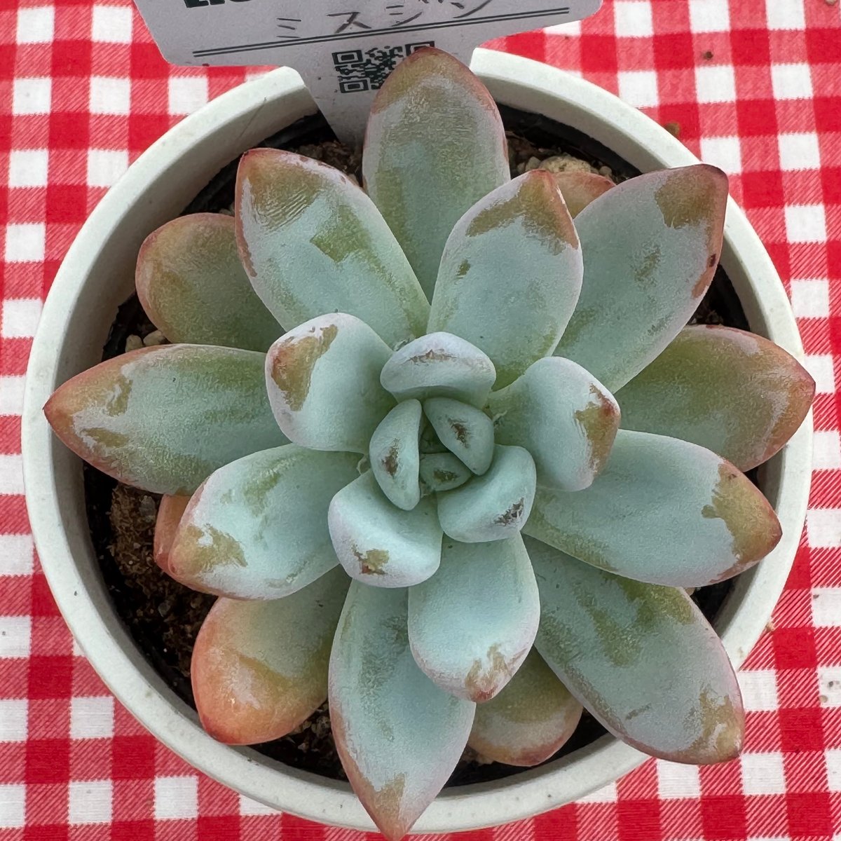 売却済み　　多肉植物 リエール苗　サンダーローズ 多肉植物 リエール苗 スパイシーローズ | BooTA29♡Succulent