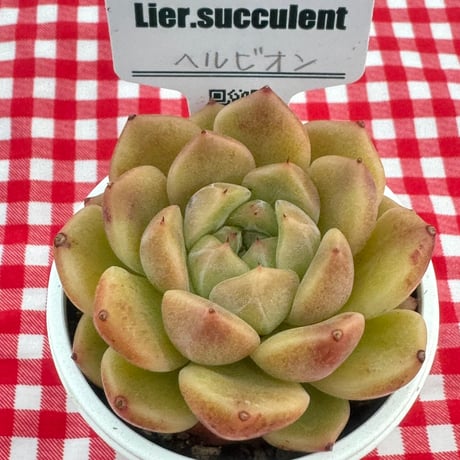 多肉植物  リエール苗  ヘルビオン