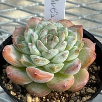 多肉植物 リエール苗 ブラックアイズ | BooTA29♡Succulent