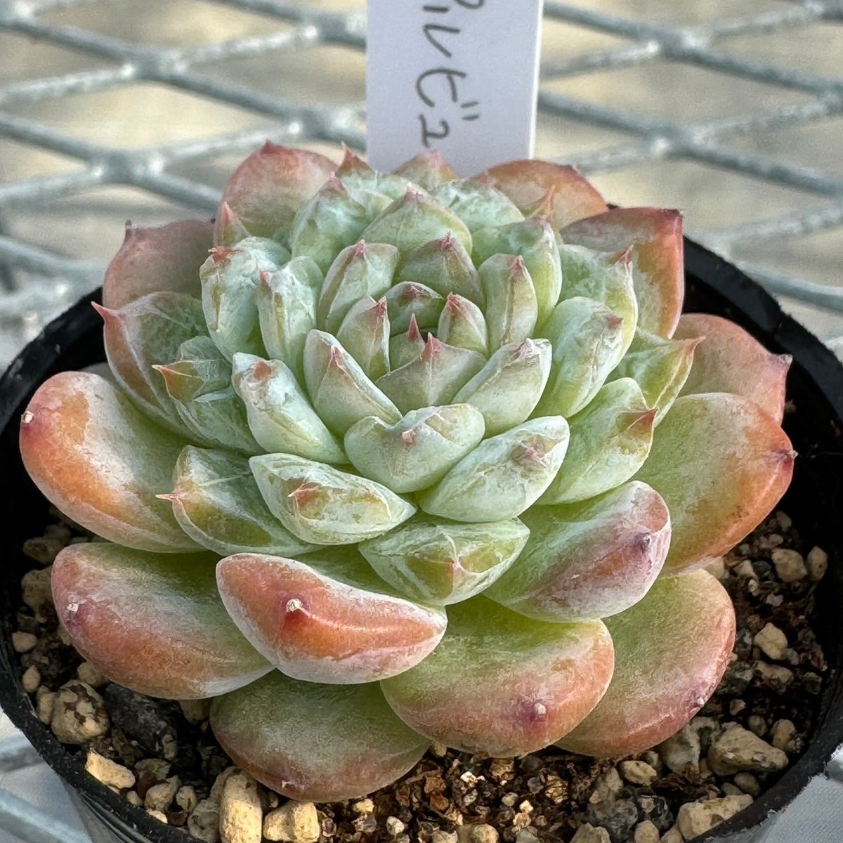多肉植物 韓国苗 抜き苗 パープルビューティー | BooTA29♡Succulent 多肉植物 韓国苗 抜き苗 パープルビューティー | BooTA29♡Succulent