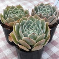 多肉植物　韓国苗　エケベリア　ロンリーハート
