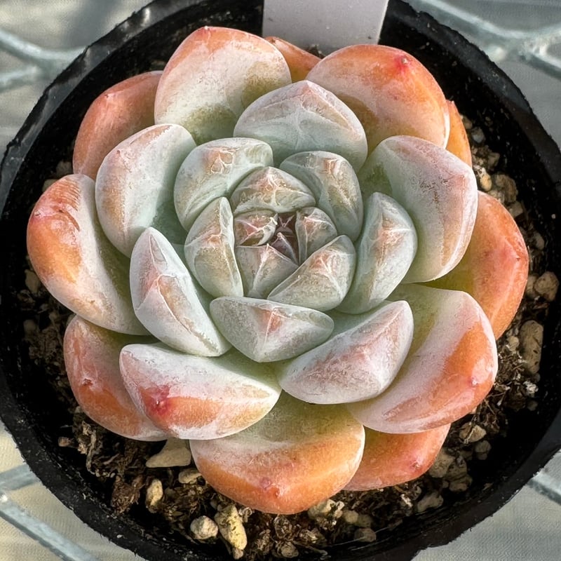 No.547 ❁モンローQ❁ 抜き苗 多肉植物 寄せ植え No.547 ❁モンローQ❁ 抜き苗 多肉植物 寄せ植え エケベリア