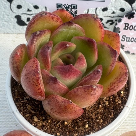 多肉植物　リエール苗　セリType2