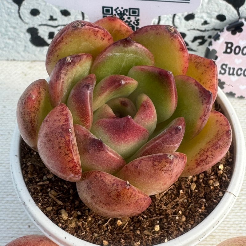 ♥️05 ブラッククィーン／Lier リエール 多肉植物 fit=scale-down,w=1200