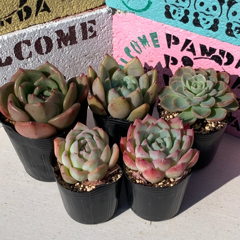 クスマン 血しぶき 血斑 抜き苗 立派 多肉 韓国苗 多肉植物 韓国苗 抜き