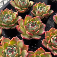多肉植物　韓国苗　エケベリア　ブルードラゴンhyb