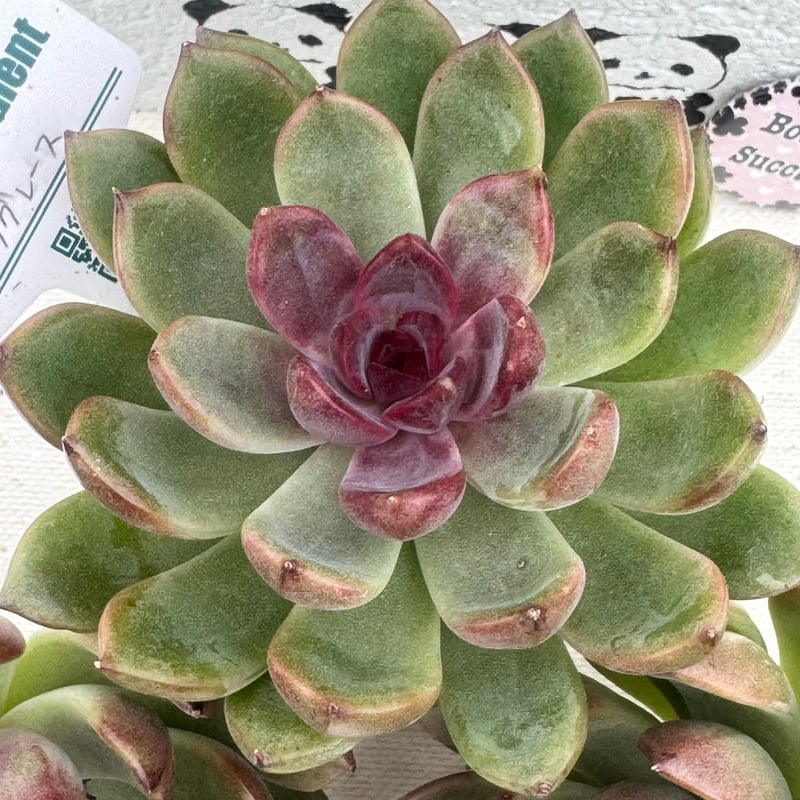 ♥️05 ブラッククィーン／Lier リエール 多肉植物 スーパー王妃 真っ赤な紅葉に心惹かれます❤️ リエール多肉販売