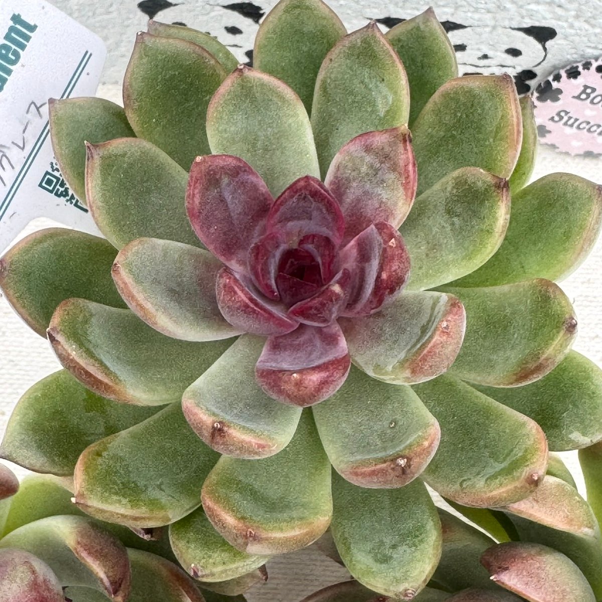 fit=scale-down,w=1200