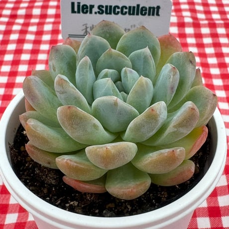 多肉植物  リエール苗  秘境ゼリー