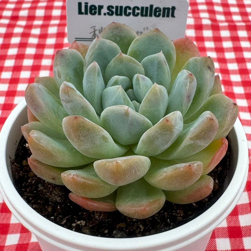 E.マリア 韓国苗 リエール苗 多肉植物 Lier.succulent 多肉植物 ☘️ リエールさん苗 Eマリア 抜き苗 札付き - メルカリ