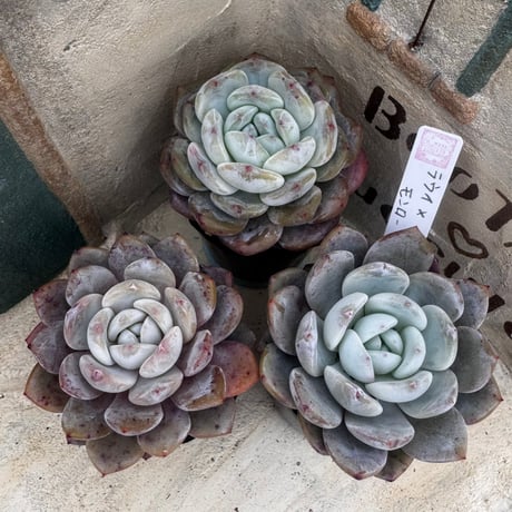 多肉植物　韓国苗　エケベリア  ラウイ×モンロー