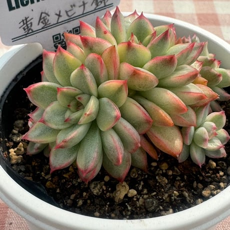 多肉植物  リエール苗   黄金メビナ錦