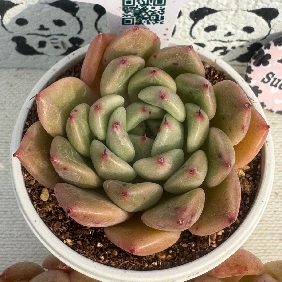 多肉植物 リエール苗 エルピー | BooTA29♡Succulent