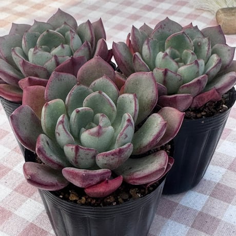 CATEGORY 多肉植物 | BooTA29♡Succulent