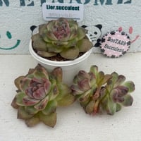 多肉植物　リエール苗　ホワイトソウル