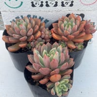 多肉植物 韓国苗 抜き苗 シックモンロー | BooTA29♡Succulent 多肉植物 韓国苗 抜き苗 シックモンロー | BooTA29♡Succulent