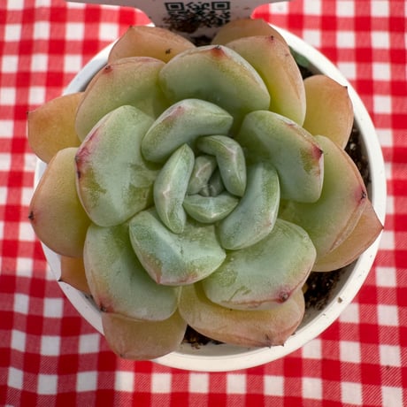 多肉植物　リエール苗　スノーベル