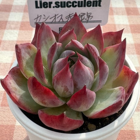 多肉植物  リエール苗  カシオス赤錦