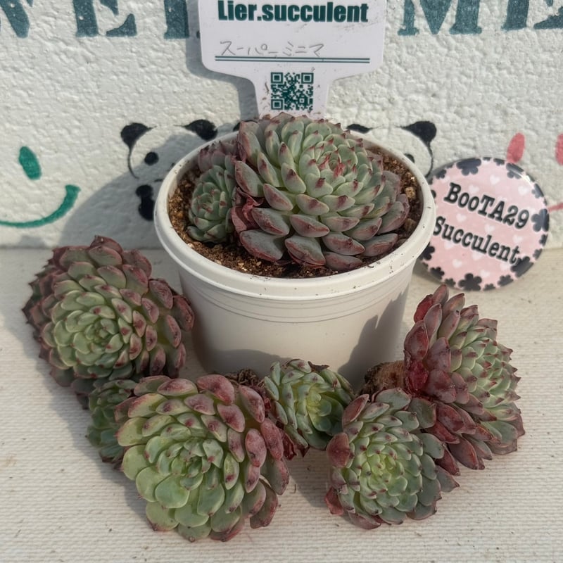 多肉植物 リエール苗 スーパーミニマ | BooTA29♡Succulent