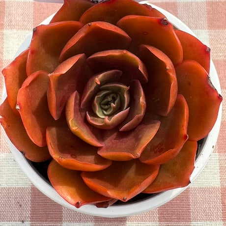 多肉植物  リエール苗  レッドタン