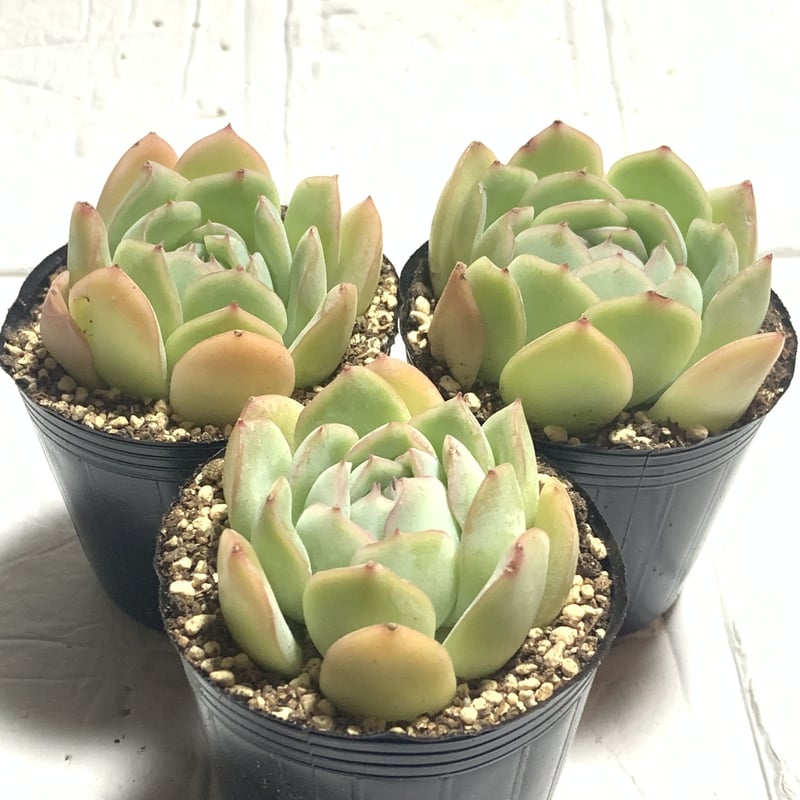 お纏め　多肉植物　覆輪❁︎ジョアンダニエル錦　カット お纏め 多肉植物 ❁︎ジョアンダニエル錦 カット お纏め 多肉植物 覆輪❁