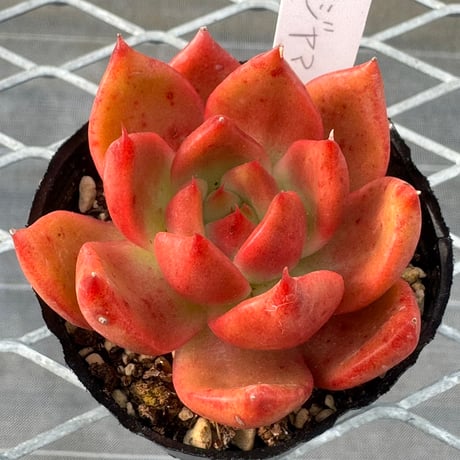 多肉植物　韓国苗　抜き苗　フジヤマ