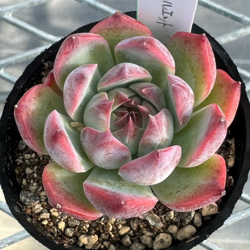 多肉植物 韓国苗 抜き苗 カシオ✖️シルエット | BooTA29♡Succulent