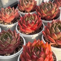 多肉植物　韓国苗　エケベリア　グリーンペッパー×アガボイデス