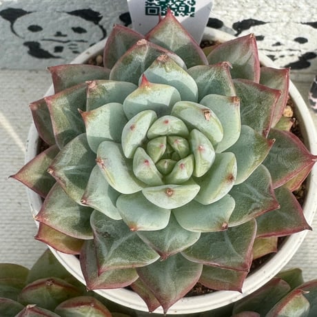 多肉植物　リエール苗　パーティー