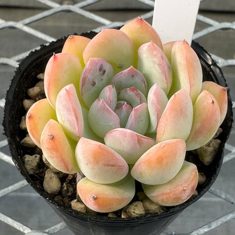 多肉植物　韓国苗　抜き苗　玉蝶