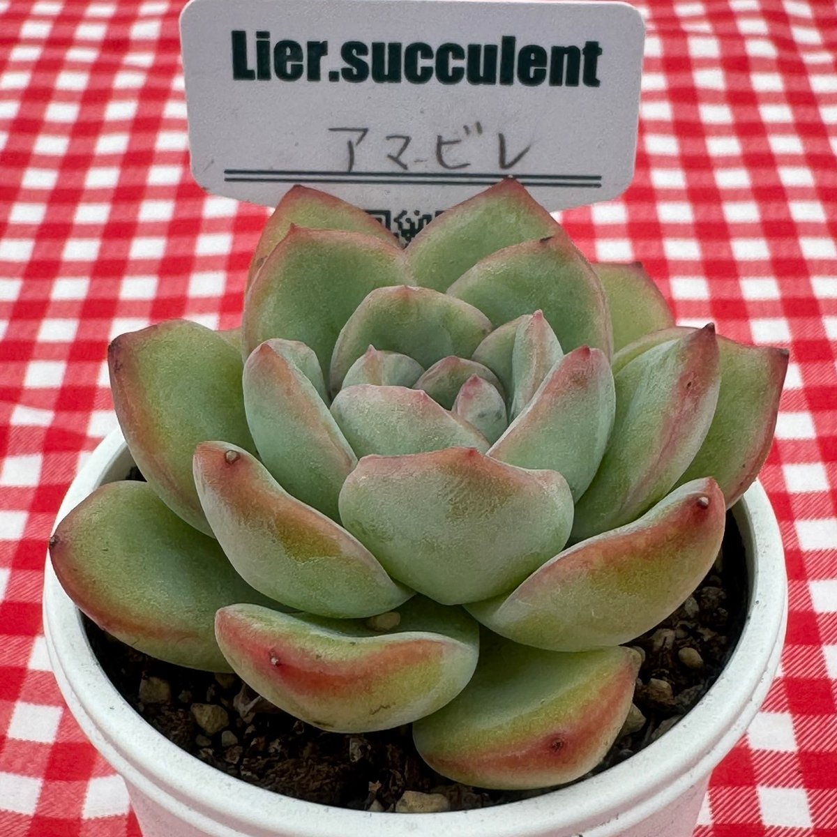 多肉植物 リエール苗 アマビレ | BooTA29♡Succulent