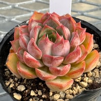 多肉植物　韓国苗　抜き苗　ノーメイド