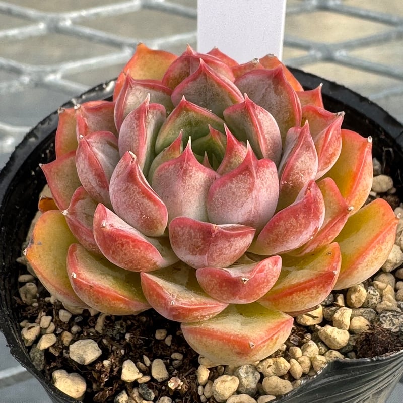 多肉植物 韓国苗 抜き苗 ノーメイド | BooTA29♡Succulent