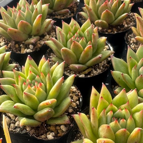 多肉植物　韓国苗　エケベリア　レイラジェニー