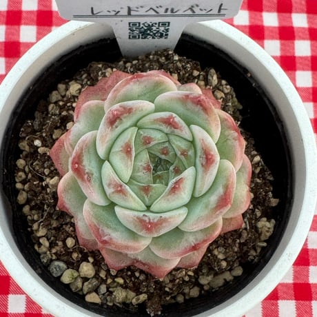 多肉植物  リエール苗  レッドベルベット