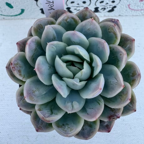 多肉植物　韓国苗　アイスポイント