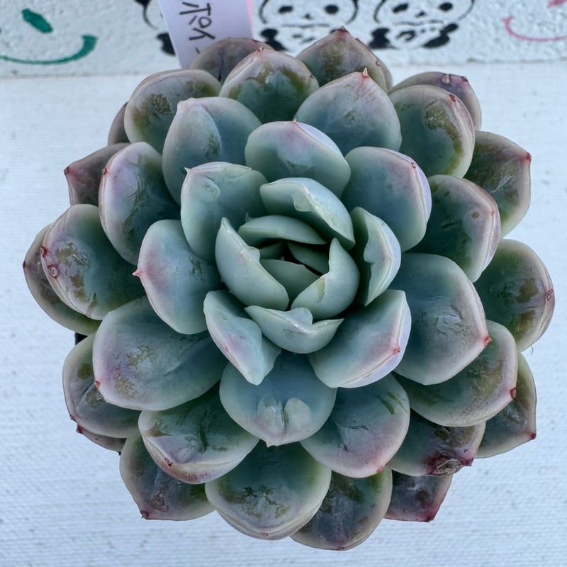 多肉植物 韓国苗 アイスポイント | BooTA29♡Succulent