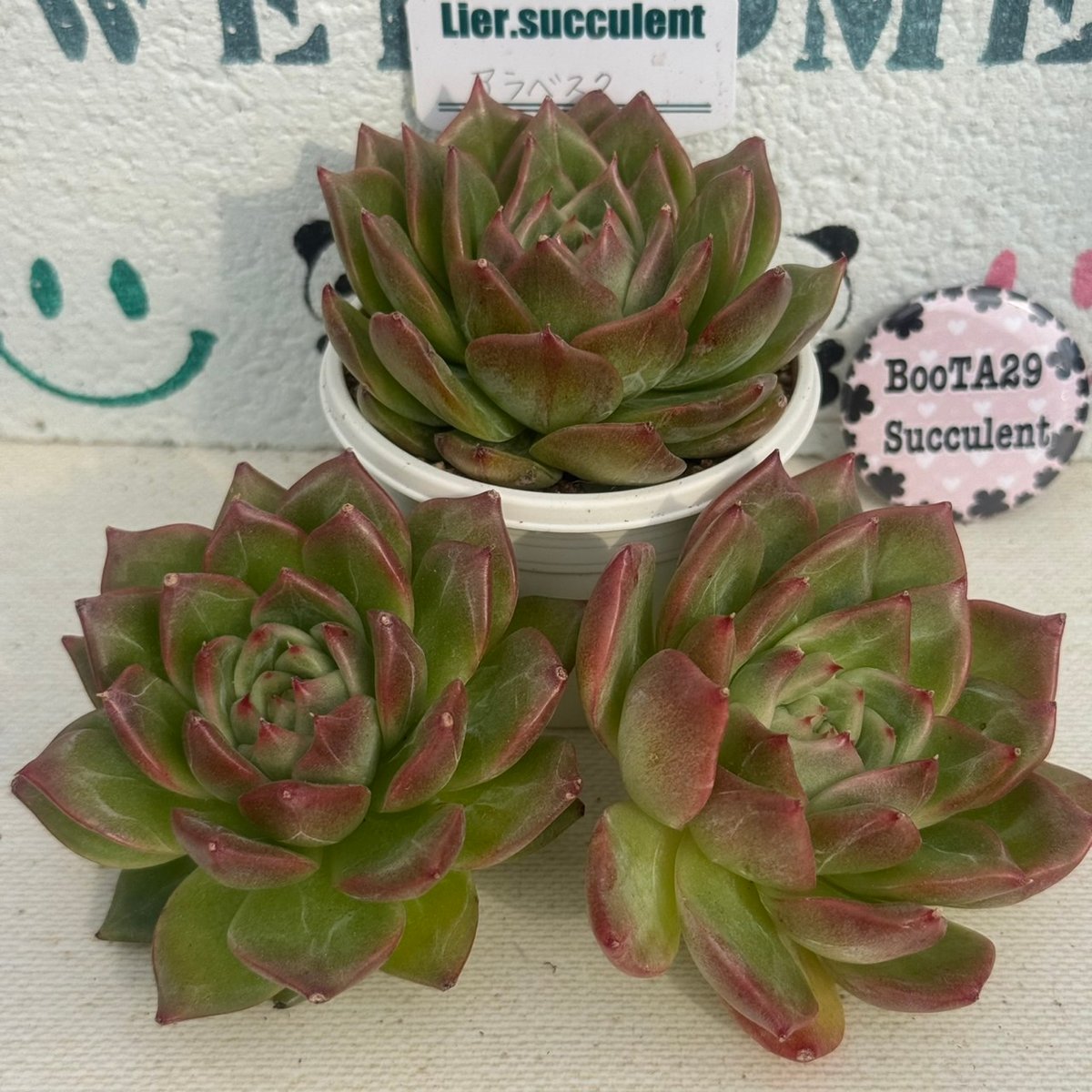 多肉植物 リエール苗 アラベスク | BooTA29♡Succulent